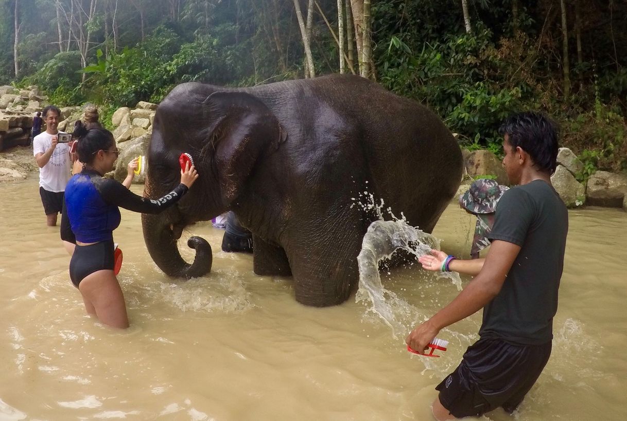 Place Elephant Jungle Sanctuary Phuket Camp 3