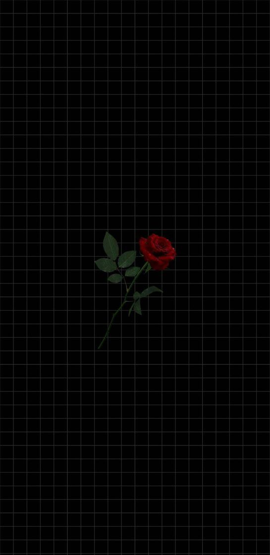 Moda wallpaper rose 🌹