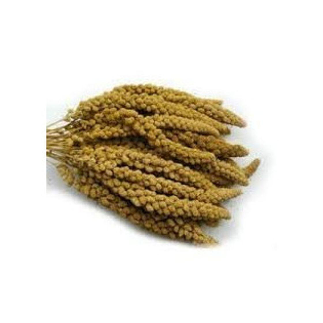 Product Pet Ting Millet Sprays Naturalmente crecido y mano Picked 1 kg