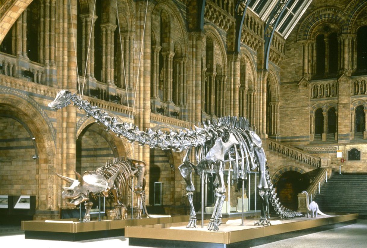 Place Natural History Museum