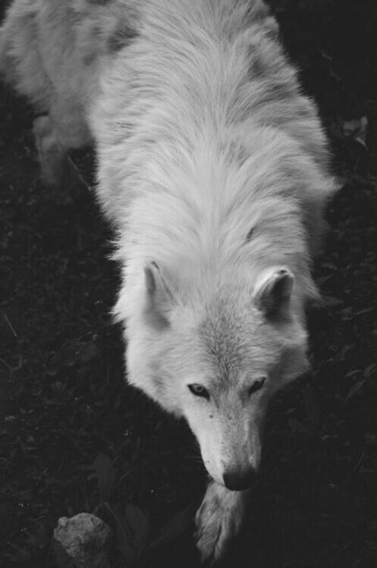🐺