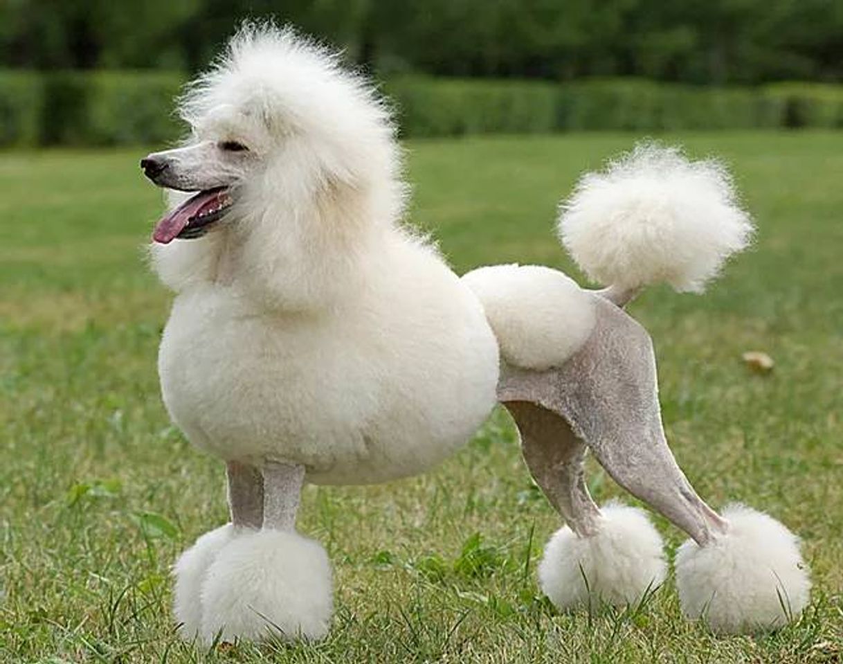 Fashion Poodle