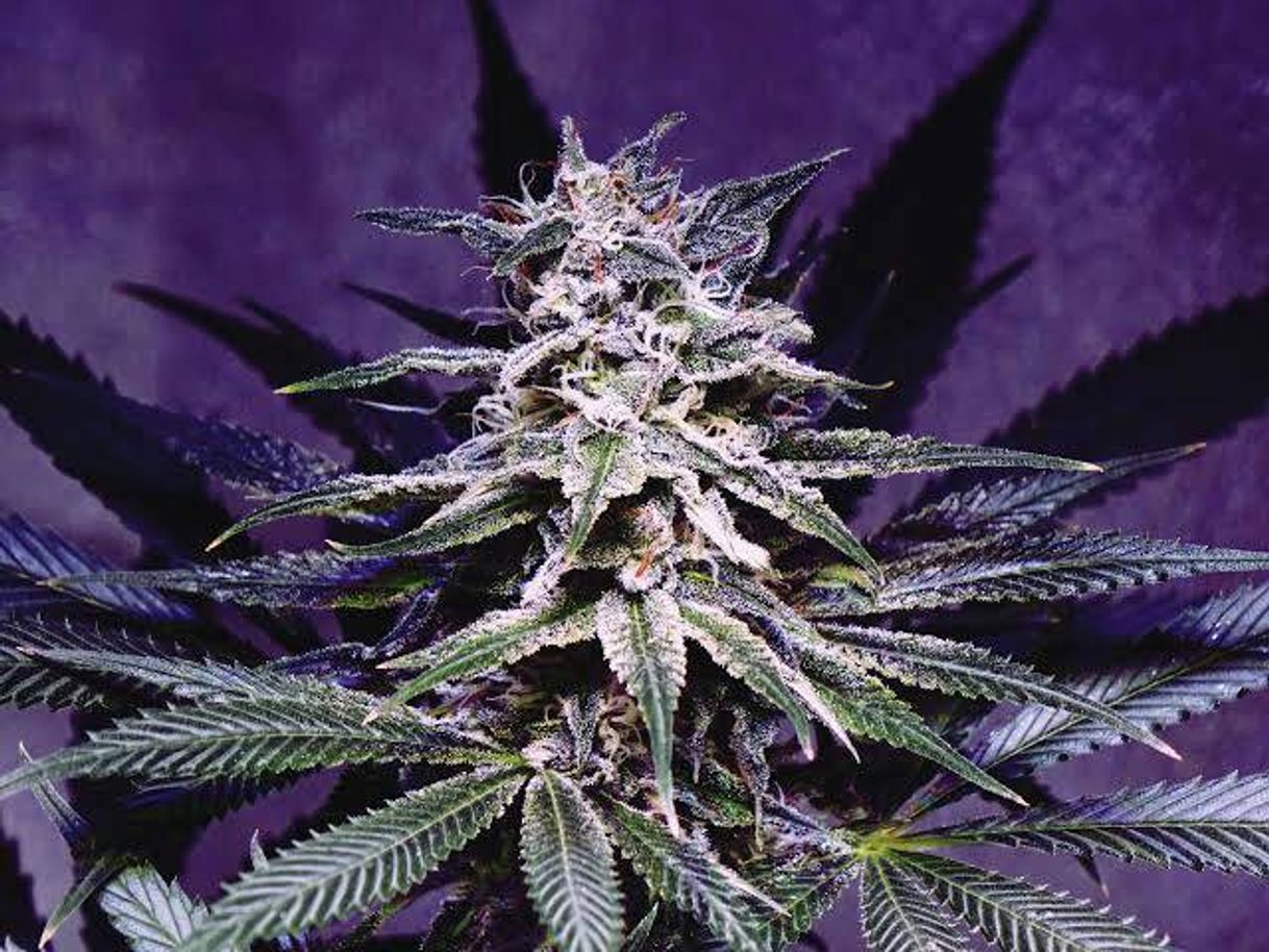 Social Weed