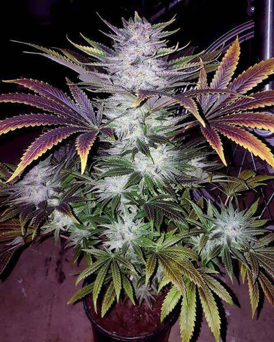 Social Weed weed weed weed my loveeee