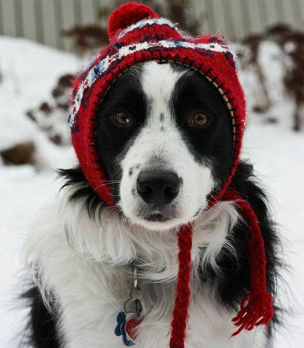 Fashion Border Collie ♡