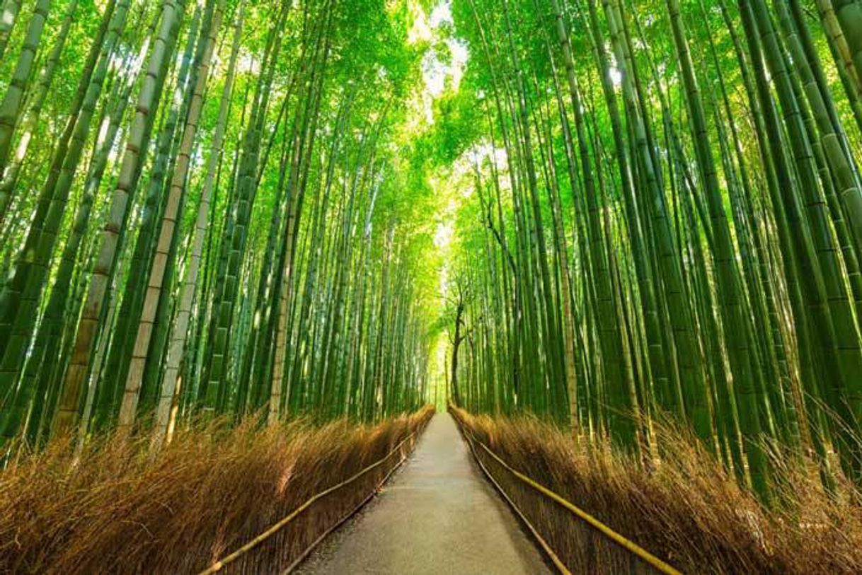 Place Arashiyama Bamboo Forest