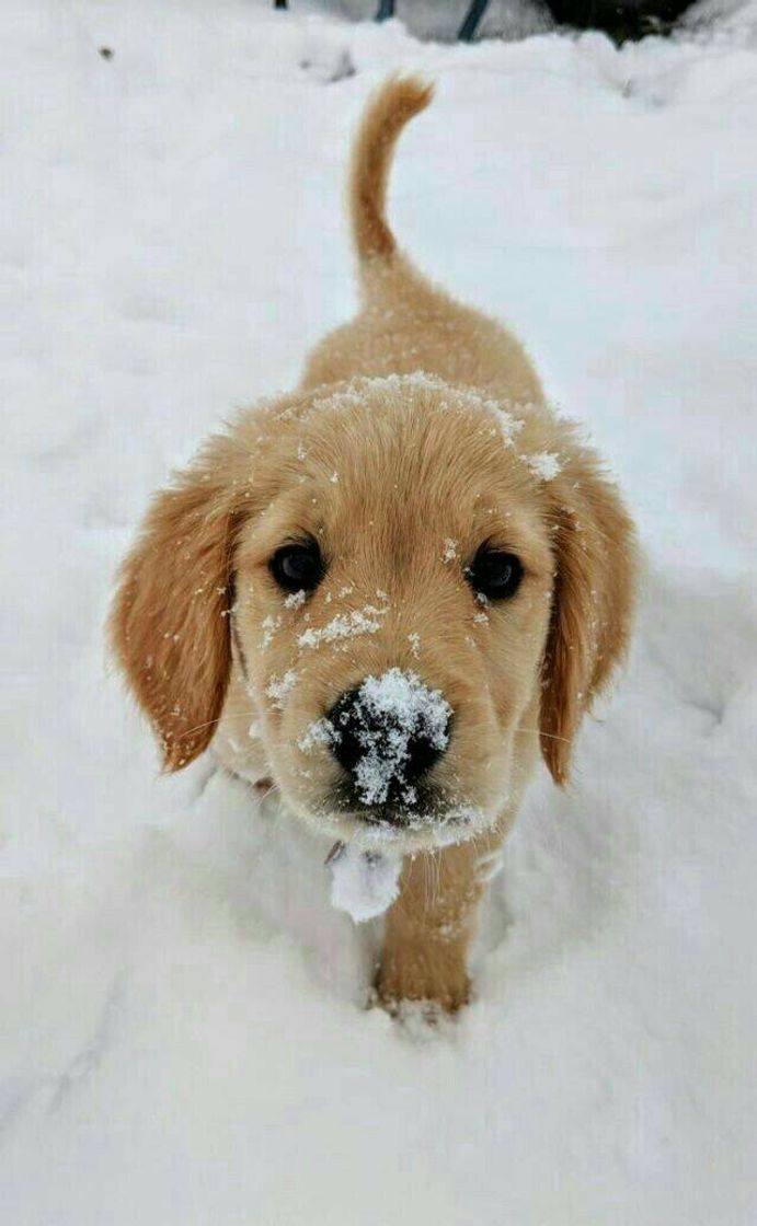 Moda Cachorrinho fofinho😊