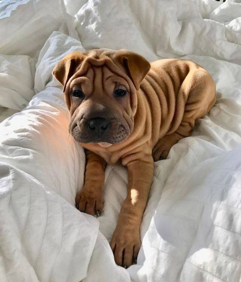 Fashion Shar pei