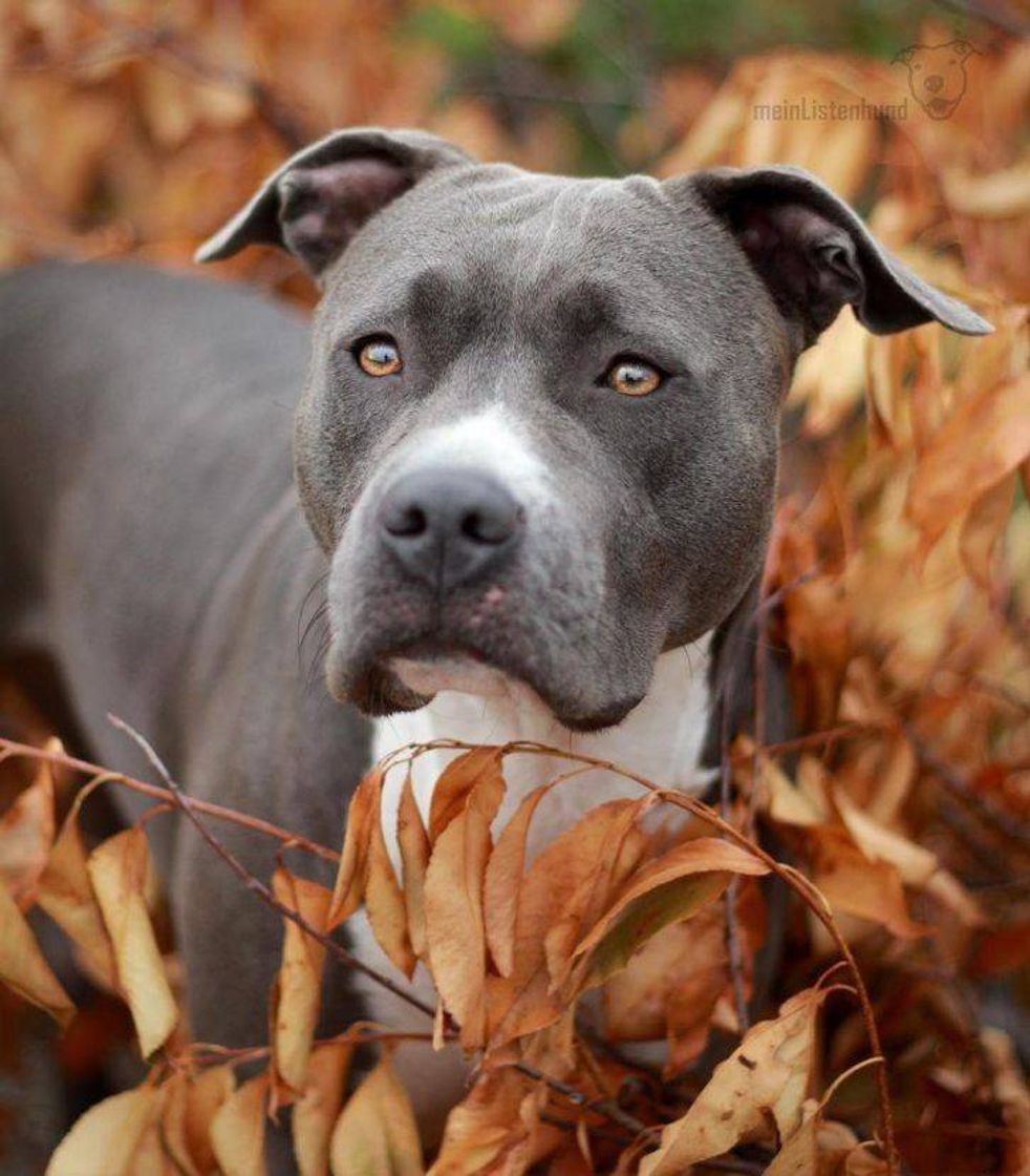 Fashion American Sttafordshire Terrier