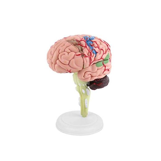 4D Modelo de Cerebro