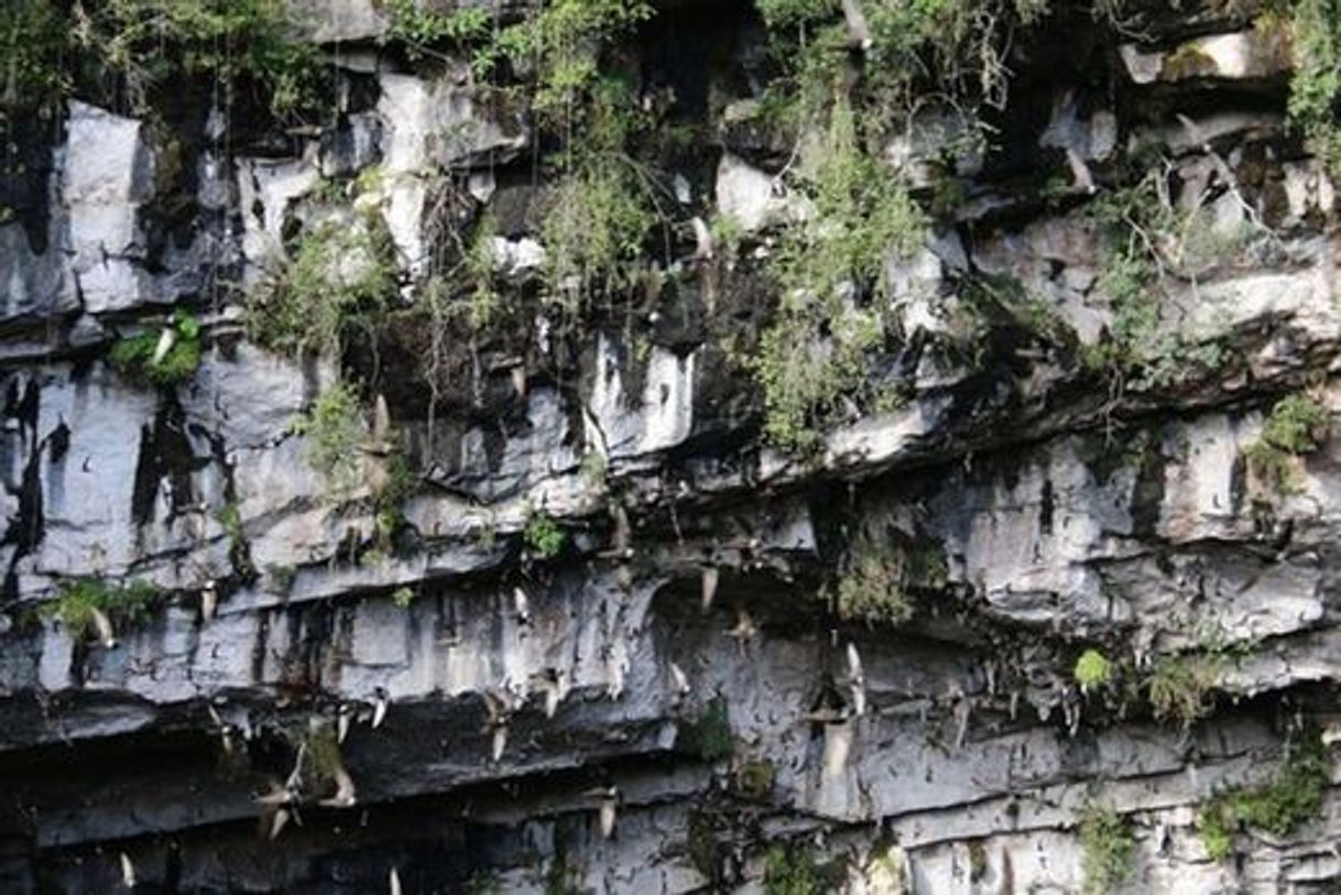 Lugar Sótano De Las Golondrinas