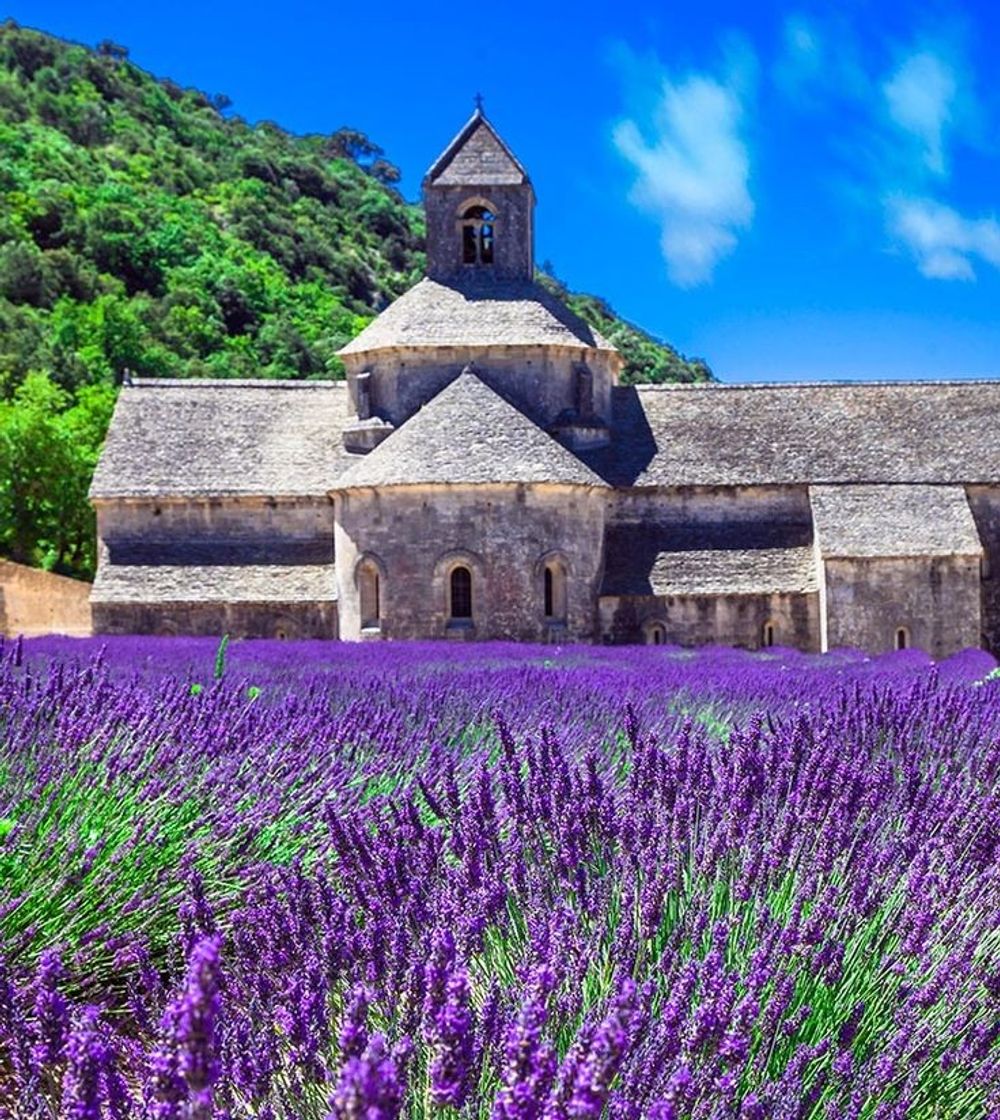 Moda Lavanda