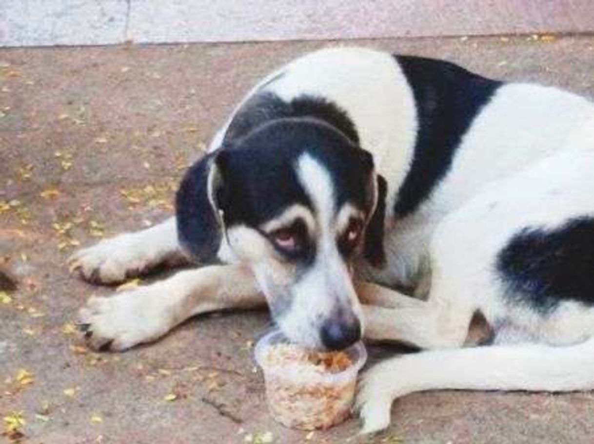 Moda Cachorrinho de rua