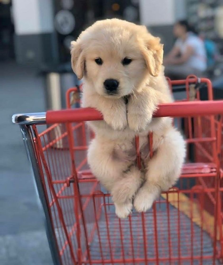 Social Golden retriver