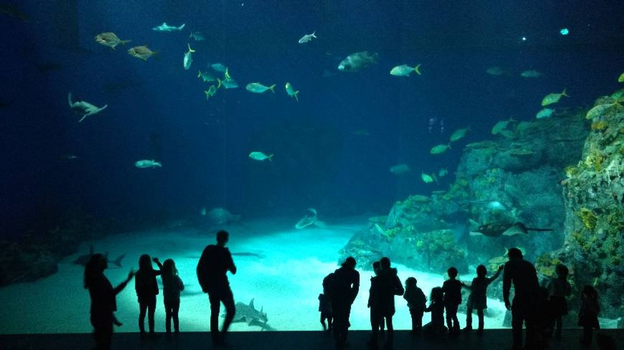 Place National Aquarium Denmark