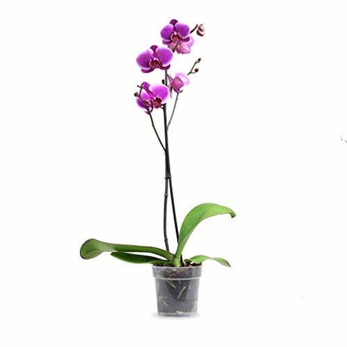 Social Orquídea Phalaenopsis