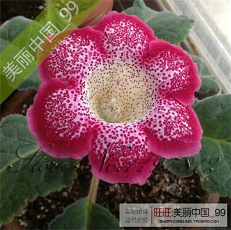 Productos 100 Sementes/Saco Gloxinia Sementes Bonsai Planta Flores GloxÍNia Sinningia Plena Para Jardim