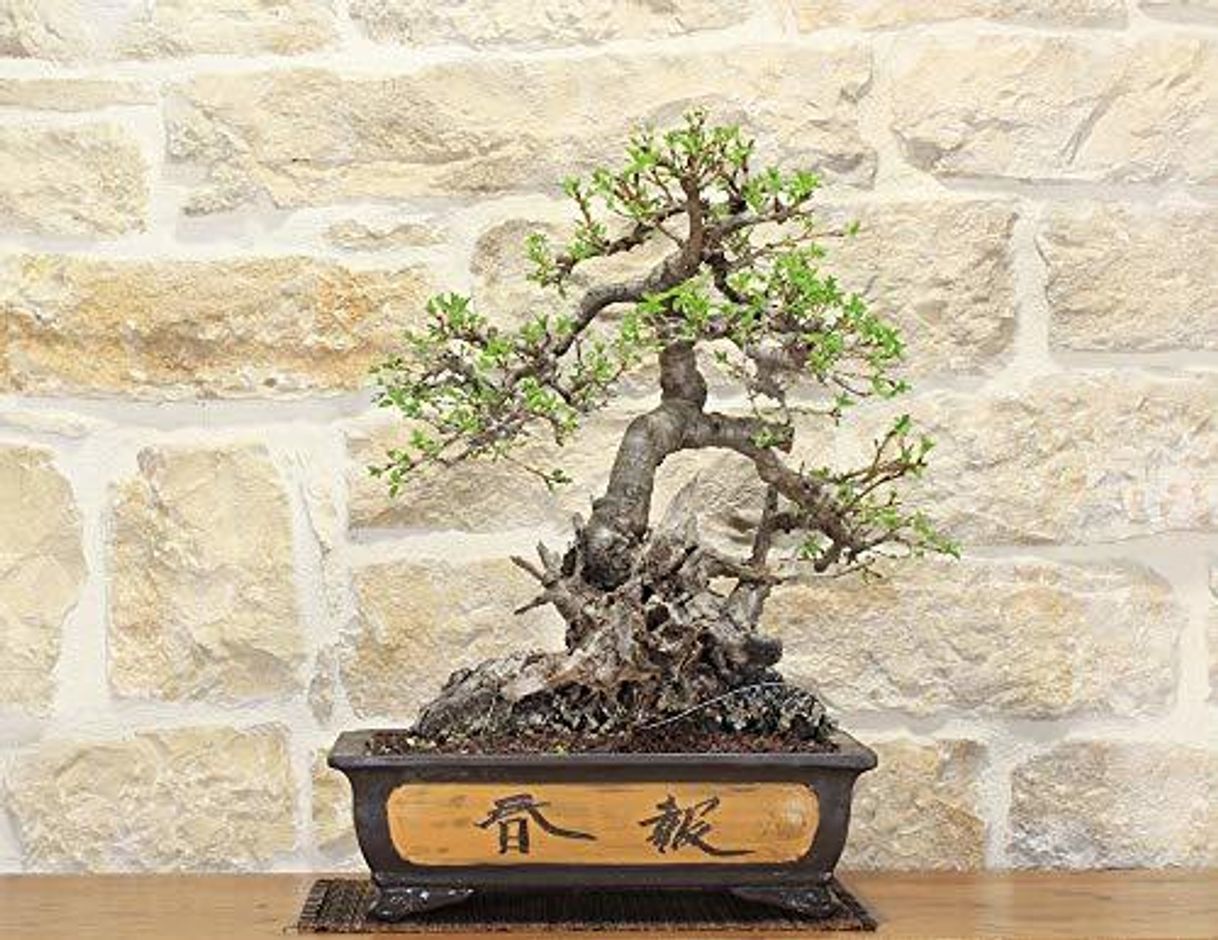 Social Wild Cherry bonsai tree