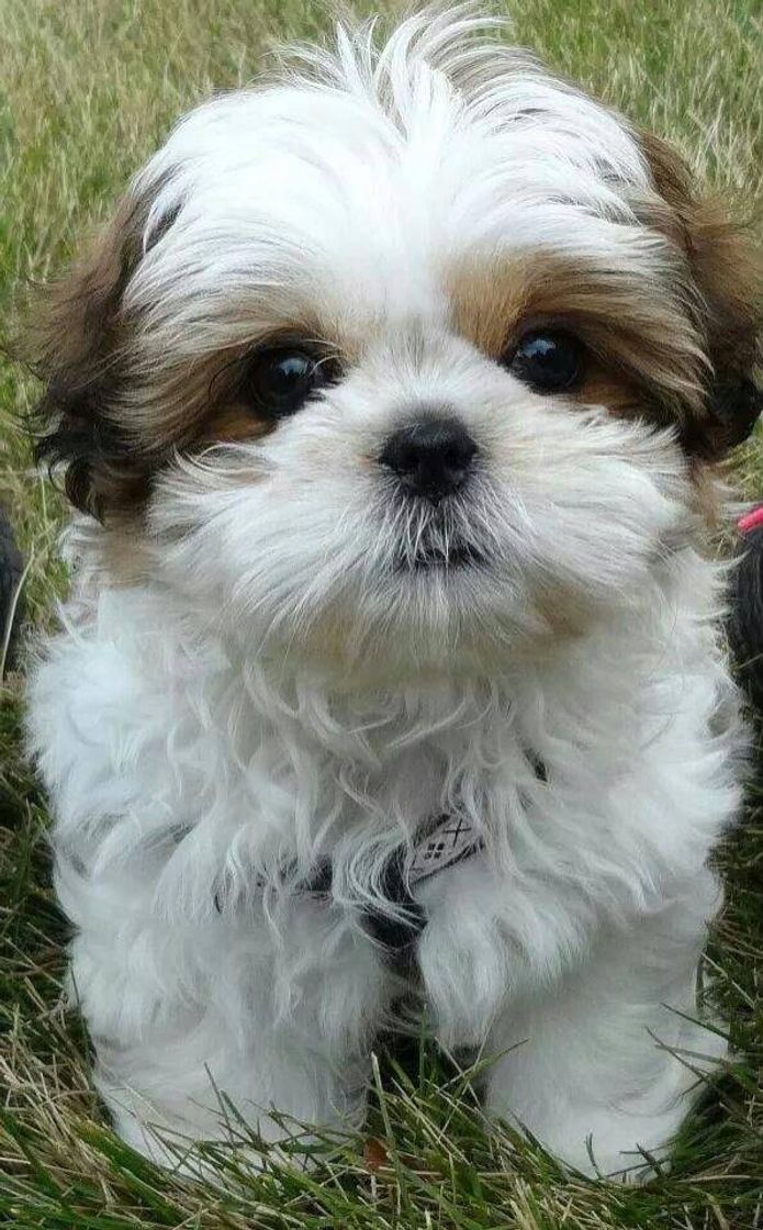 Shih tzu 