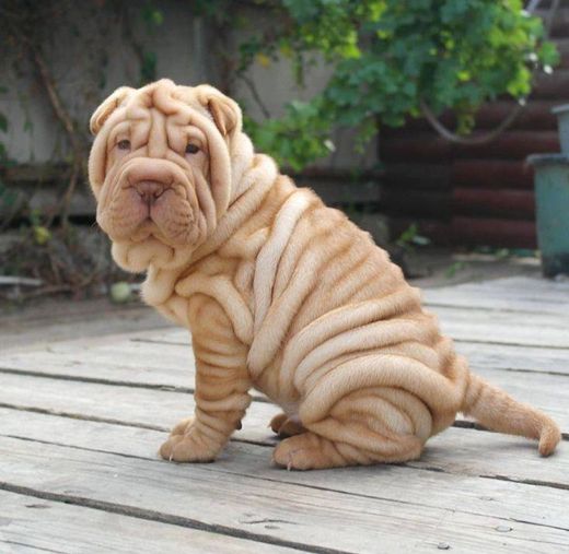 Sharpei 