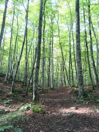 Place Fageda d'en Jordà