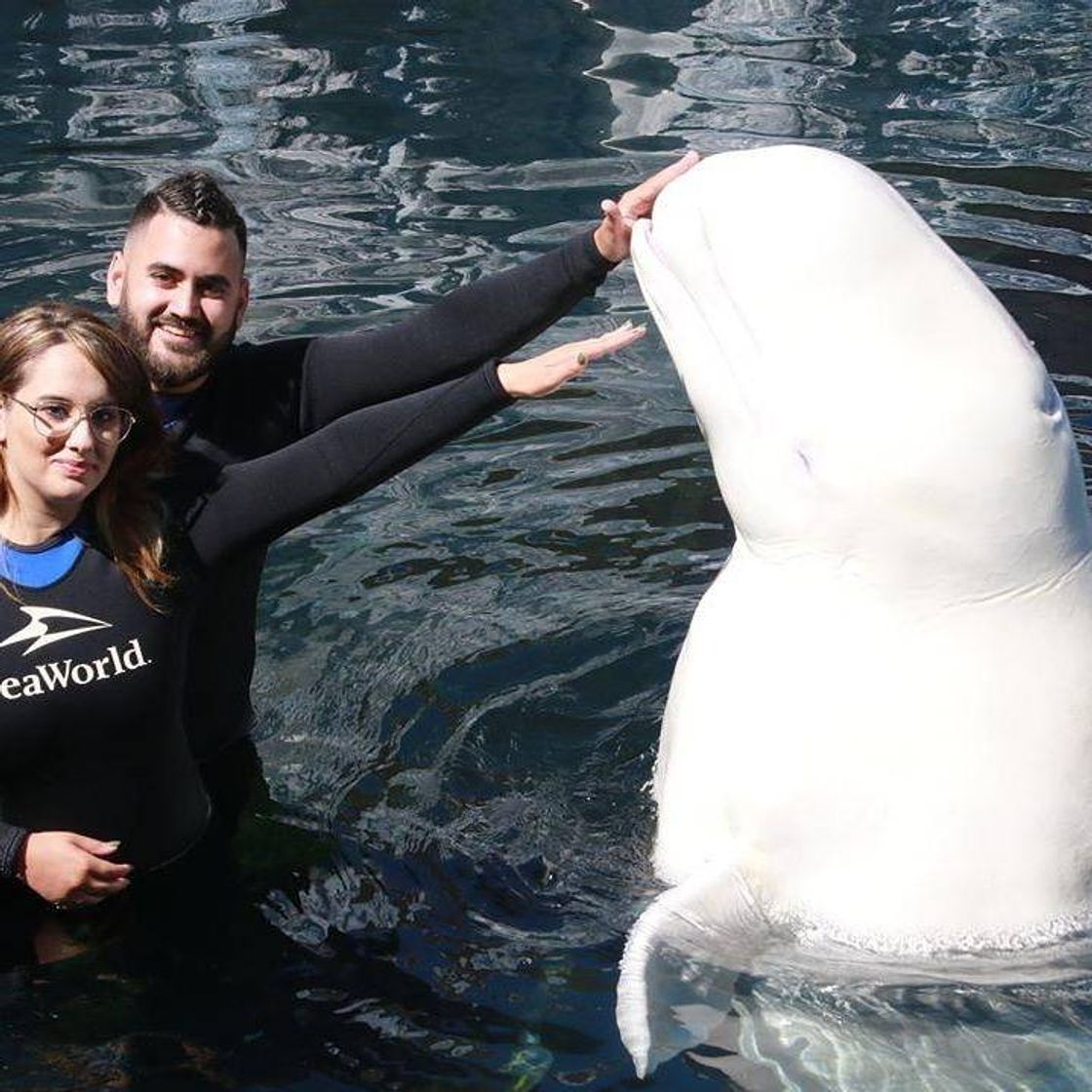 Place SeaWorld San Diego