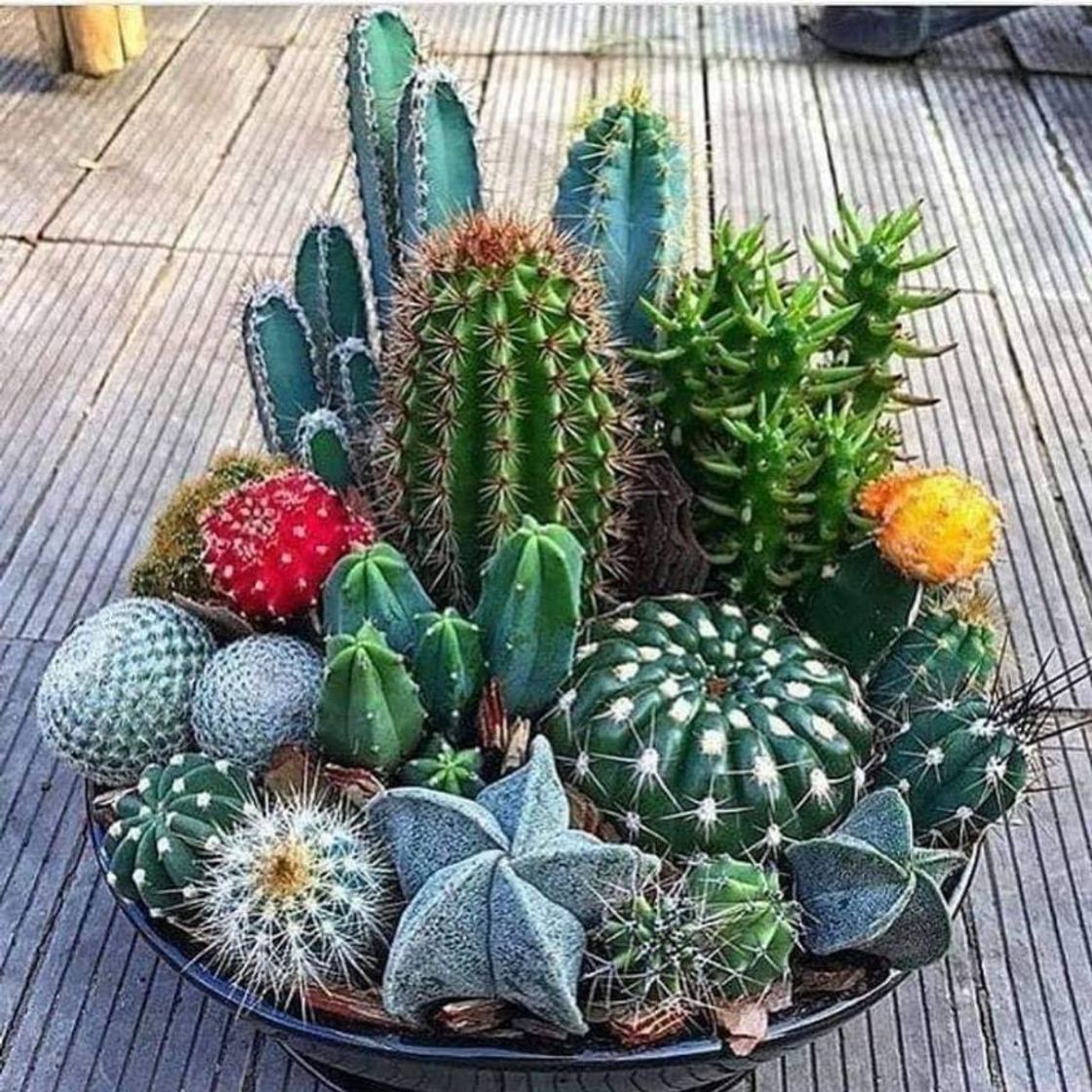 Fashion Para aqueles que amam cactos, suculentas e outras plantas🌵