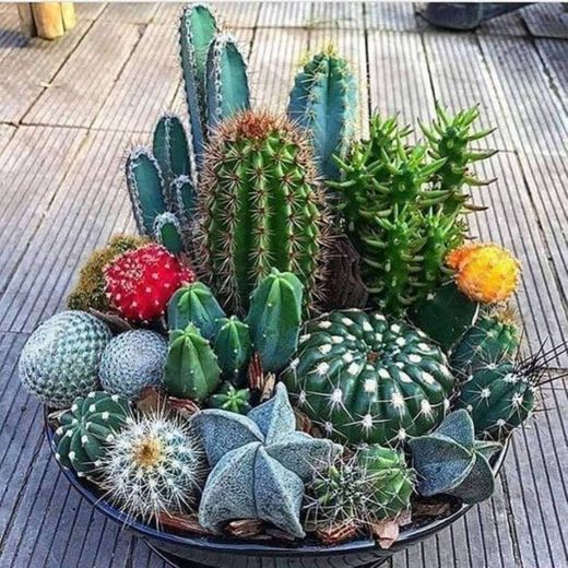 Para aqueles que amam cactos, suculentas e outras plantas🌵