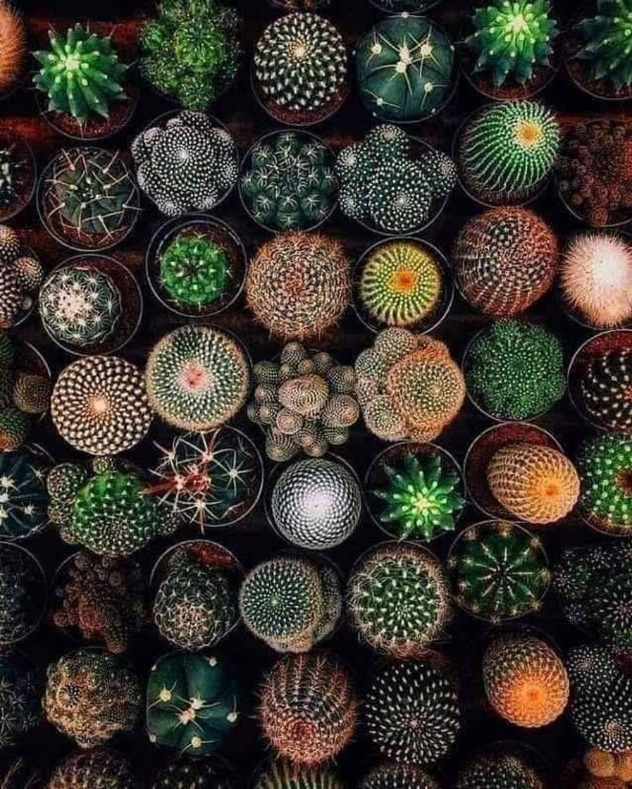 Fashion Para aqueles que amam cactos e suculentas 🌵🥰