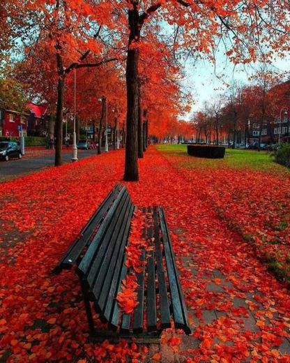 Outono em Amsterdã, Holanda 🇳🇱🍁