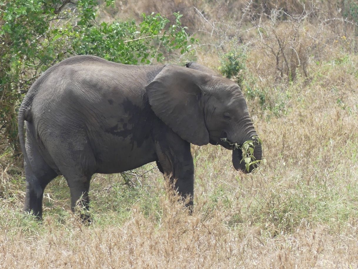 Lugar Tanzania