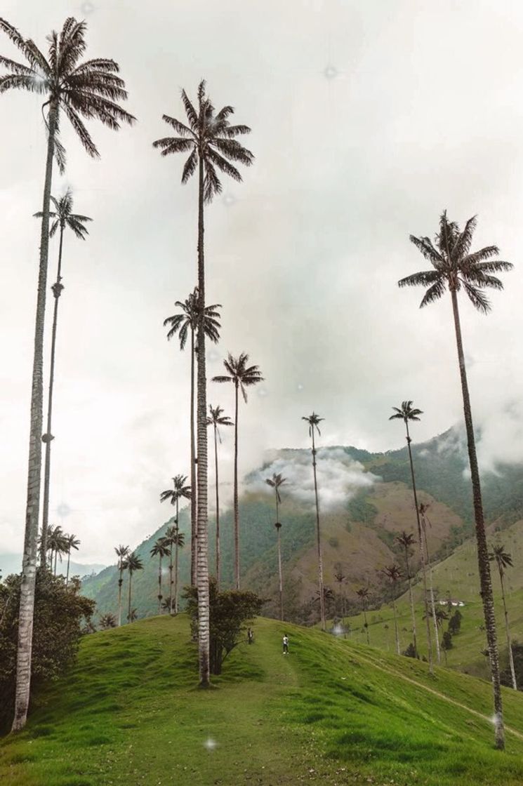 Restaurantes Valle Del Cocora