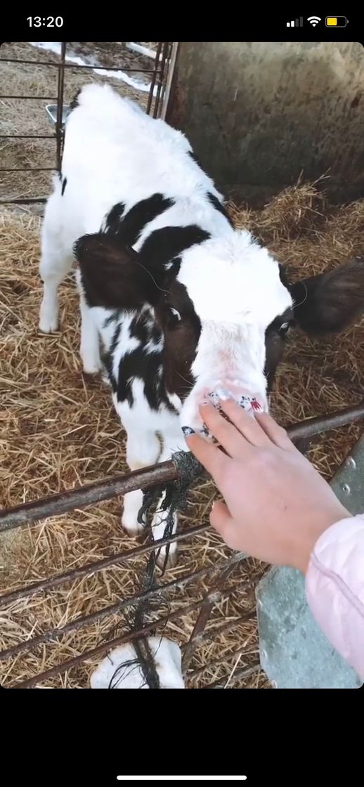 Moda GRADO SUPERIOR RAMADERIA I ASISTÈNCIA EN SANIDAD ANIMAL