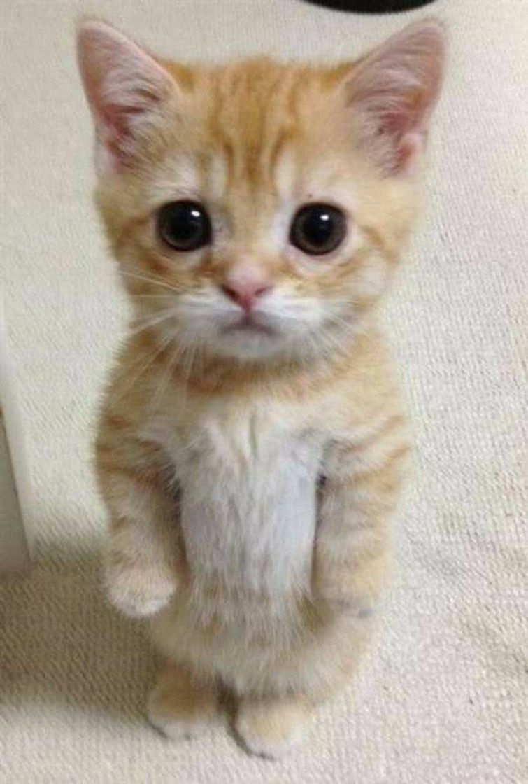 Cat i love you❤