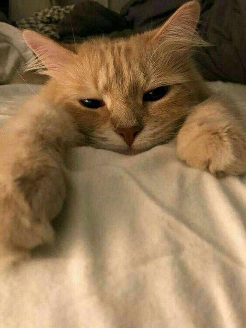 Mais gatos🥰