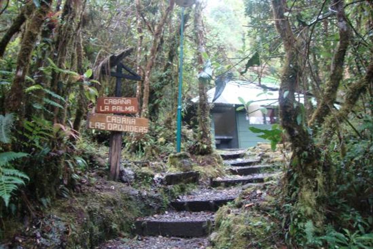 Lugar Parque Nacional Podocarpus