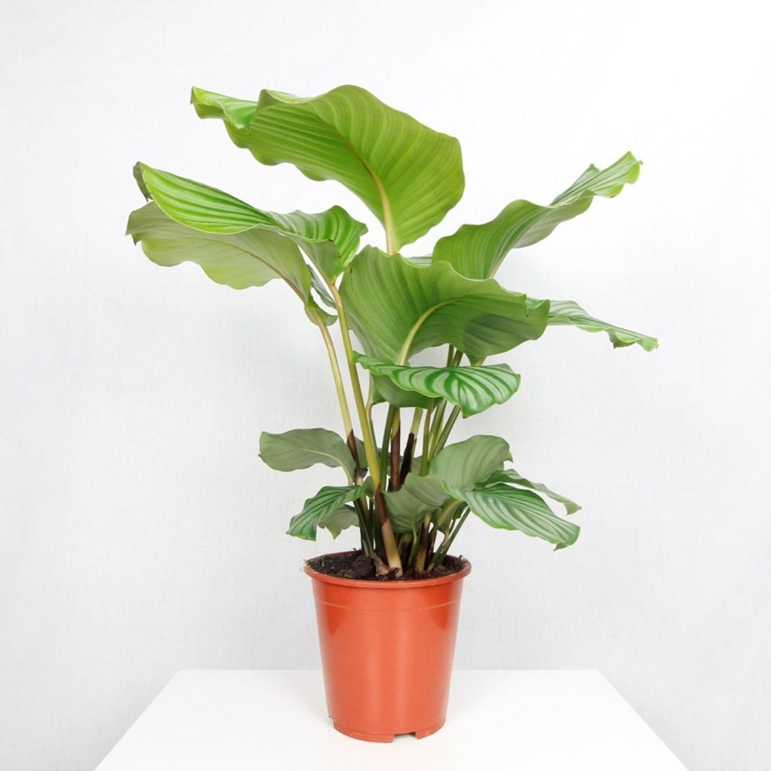 Productos Calathea orbifolia