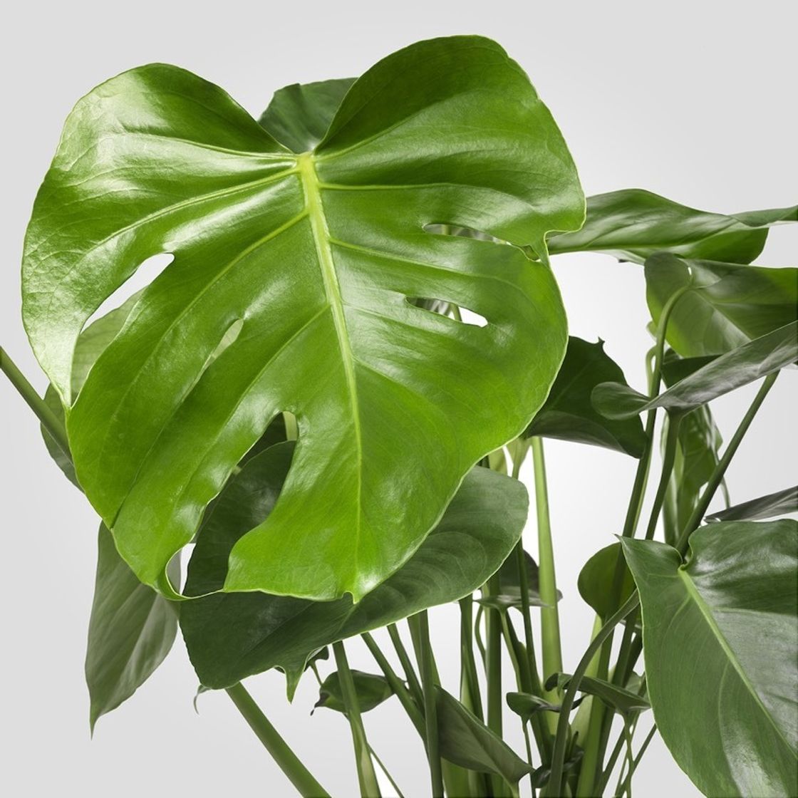 Product MONSTERA
