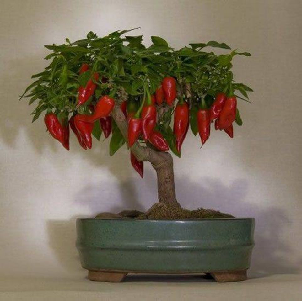 Fashion Bonsai