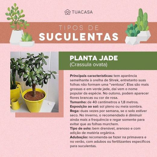 Planta de jade 