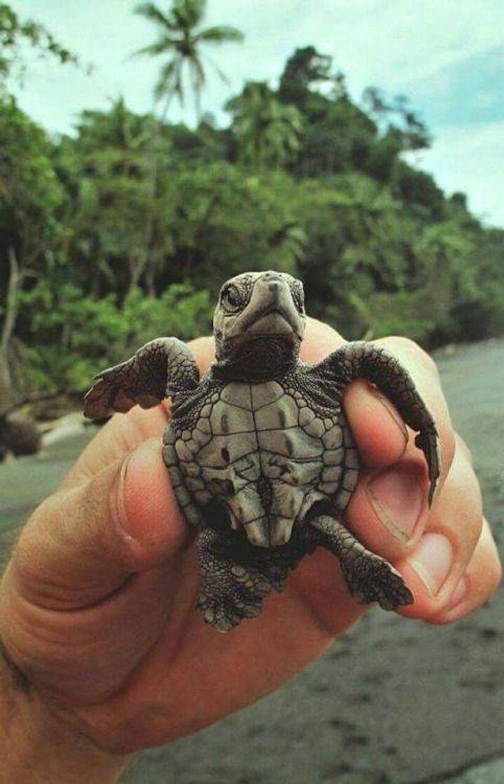 🐢
