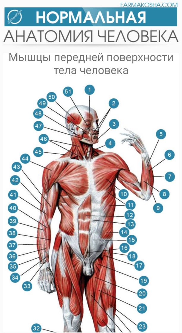 App App de Anatomía humana. Está en ruso y en latín. 