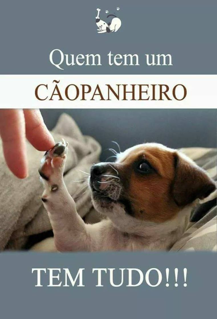 Fashion Cãezinhos