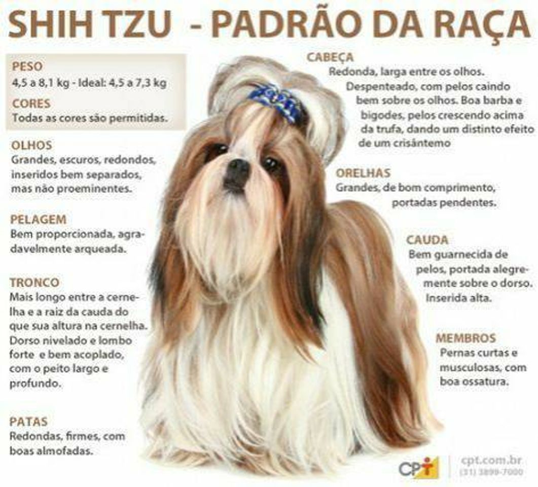 Fashion cãezinhos