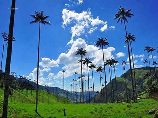 Valle Del Cocora