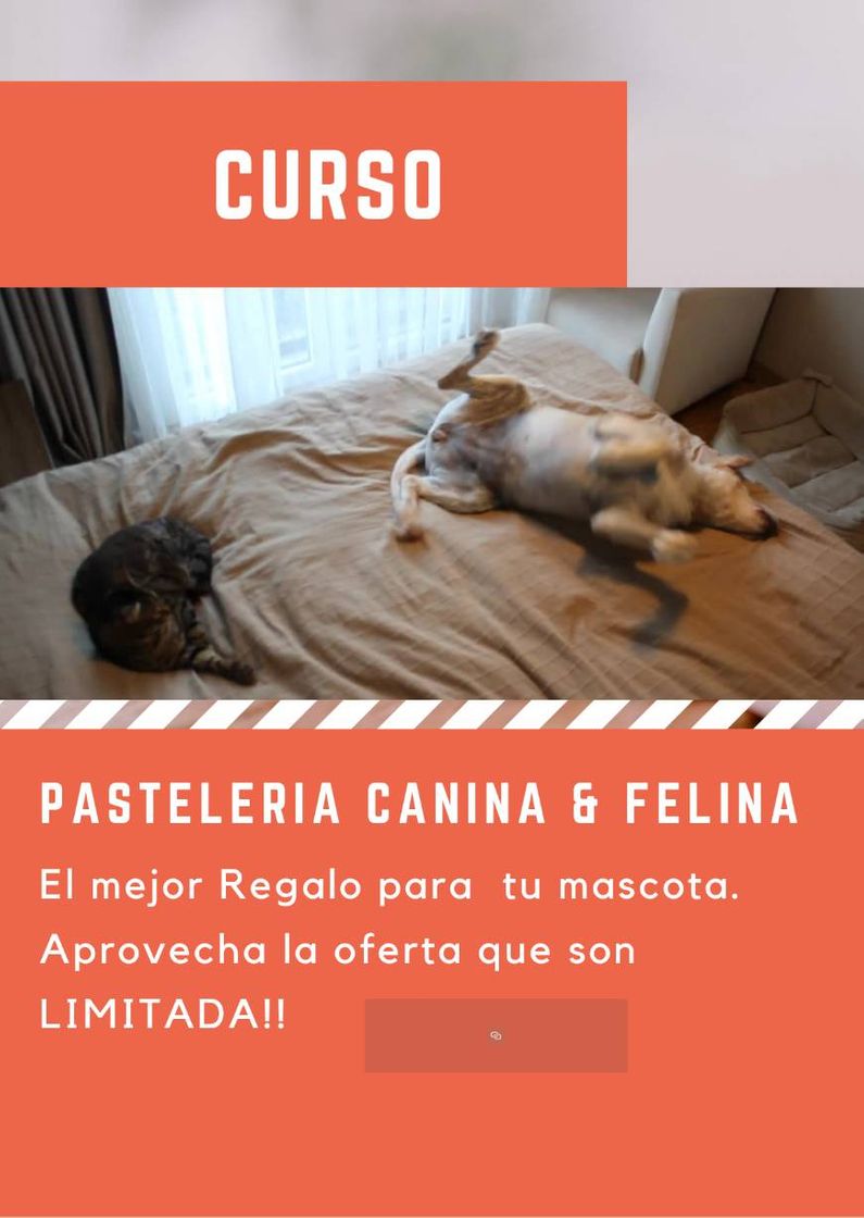 Moda Curso completo de pastelería Canina y Felina