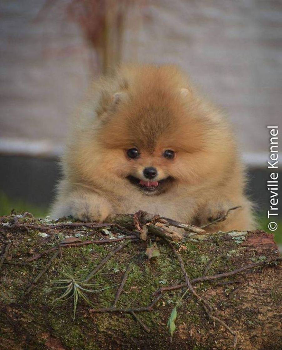 Moda Lulu da Pomerânia 🐶