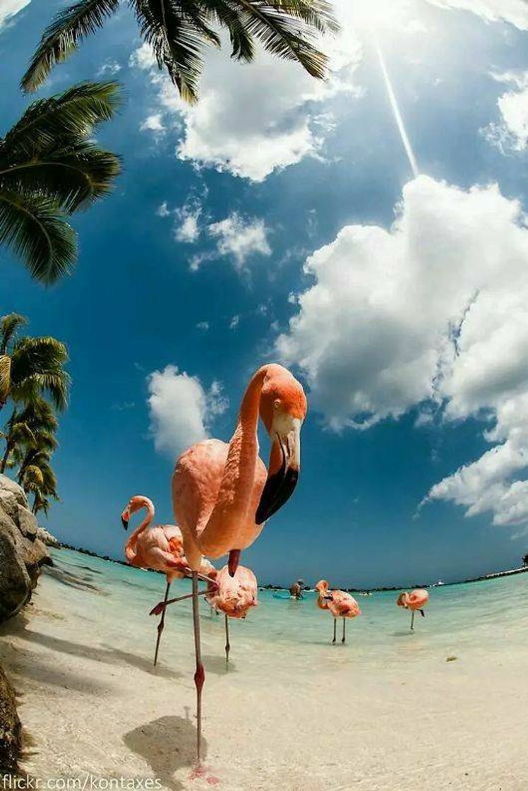 Fashion WALLPAPER FLAMINGO 