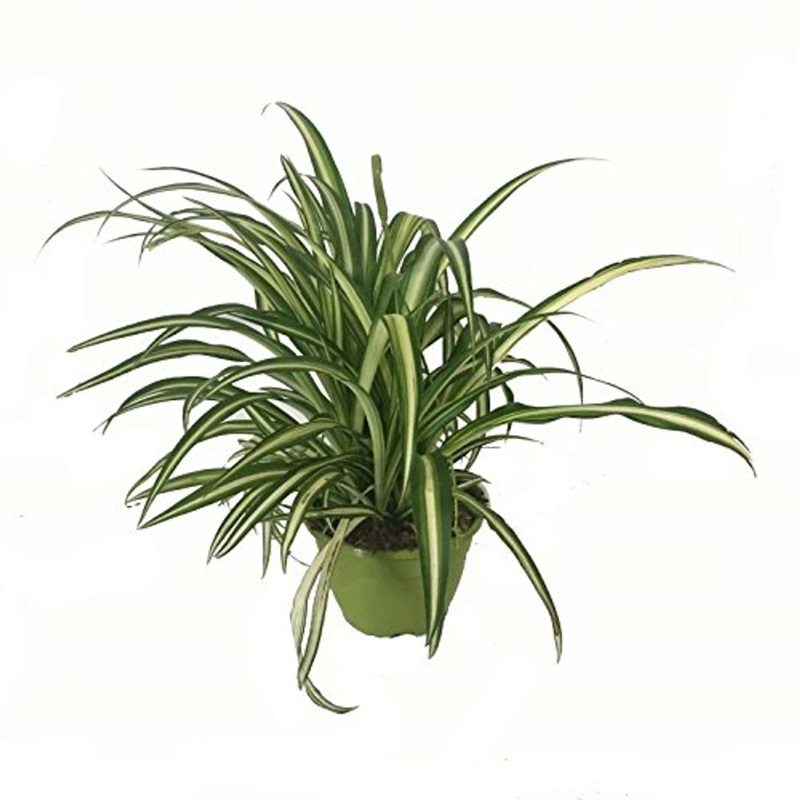 Places Cinta Planta - Maceta 15cm. - con colgador - Chlorophytum - Planta