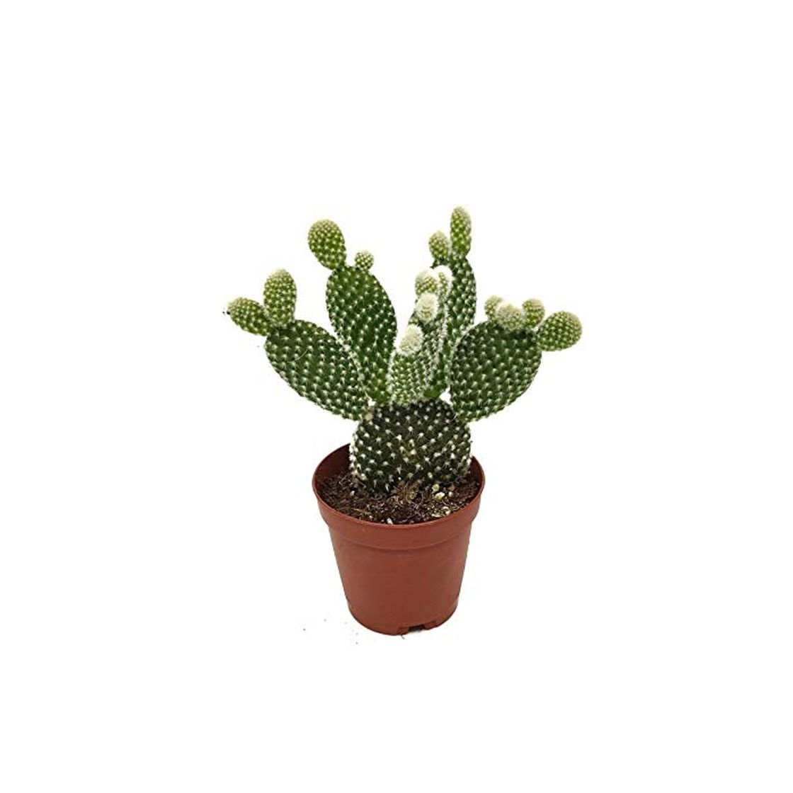 Producto Cactus Pala 5cm Opuntia Microdasys Albispina Cactus Pequeño en Maceta